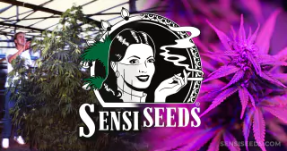 Sensi_seeds.arg