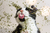 Catnip erva do gato