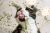 Catnip erva do gato