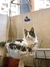 HAMACA PARA GATOS - Mc deco home
