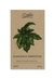Albahaca Genovesa