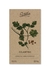 Cilantro