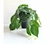 Planta Hojas de Tela con Maceta