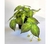 Planta Hojas de Tela con Maceta