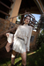 Short Saia Pregas - comprar online