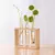 VASO PLANTS