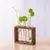 Imagem do VASO PLANTS