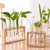 VASO PLANTS