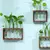 VASO PLANTS
