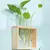 VASO PLANTS - loja online