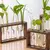 VASO PLANTS - Terenzi