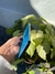 IPHONE 12 PRO MAX - iphone ZN