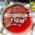 Microbiología II 1° Parcial Cat1