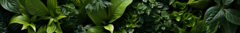 Banner da categoria Folhagem