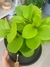 PEPEROMIA OBTUSIFOLIA en internet