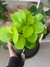 PEPEROMIA OBTUSIFOLIA - comprar online