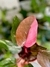 PHILODENDRON PINK PRINCESS - Savia Boutique de Plantas