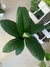 SPATHIPHYLLUM SENSACION - comprar online