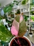 PHILODENDRON PINK PRINCESS - comprar online