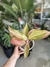 AGLAONEMA LAWAN