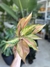 AGLAONEMA LAWAN - tienda online