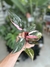 PHILODENDRON PINK PRINCESS en internet