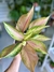 AGLAONEMA LAWAN - comprar online