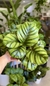 CALATHEA FASCIATA - comprar online