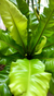 HELECHO ASPLENIUM - Savia Boutique de Plantas