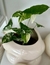 SYNGONIUM MARMOLADO - comprar online