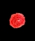 Peonia en internet