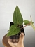 Anthurium Magnificum X Sanguineum na internet
