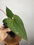 Anthurium Magnificum X Sanguineum