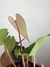 Anthurium Magnificum X Sanguineum - comprar online