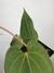 Anthurium Magnificum X Sanguineum na internet