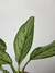 Aglaonema Silver Queen - comprar online