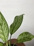 Aglaonema Silver Queen na internet