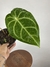 Anthurium Crys X Mag - comprar online