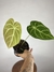 Anthurium Crys X Mag na internet