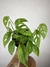 Monstera Adansonii - Mini Plantas - Eco Garden Plantas Ornamentais
