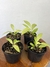 Philodendron Lemon Lime - comprar online
