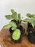 Calathea Amagris - Mini Plantas - Eco Garden Plantas Ornamentais