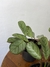 Calathea Amagris - Mini Plantas - loja online