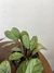 Imagem do Calathea Amagris - Mini Plantas