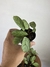 Calathea Amagris - Mini Plantas - comprar online