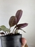 Calathea Amagris - Mini Plantas
