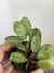 Calathea Amagris - Mini Plantas na internet
