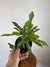 Croton Magnificent Duck Foot – Mini Plantas - comprar online