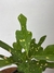 Croton Magnificent Duck Foot – Mini Plantas na internet