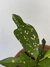 Croton Magnificent Duck Foot – Mini Plantas - comprar online